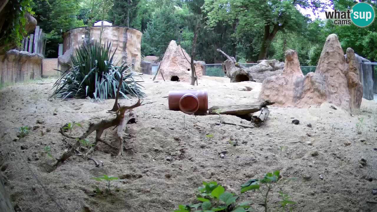 Webcam Zoo Ljubljana – Suricate