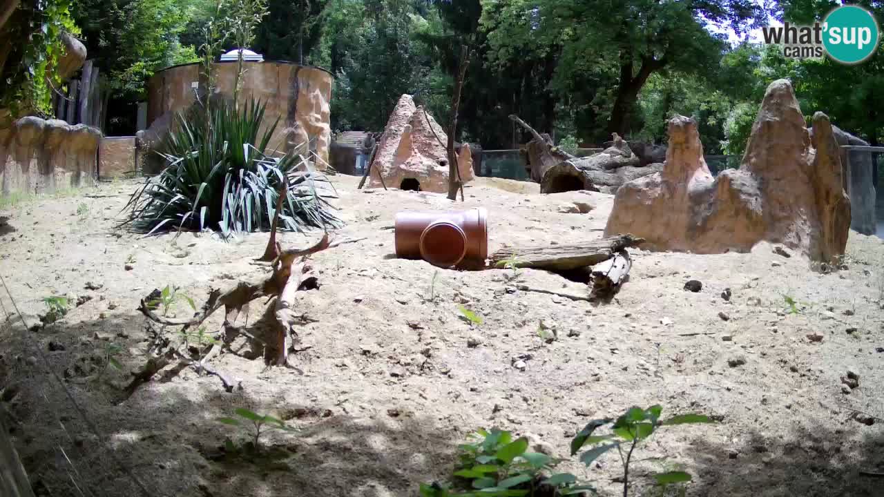Webcam Zoo Ljubljana – Suricate