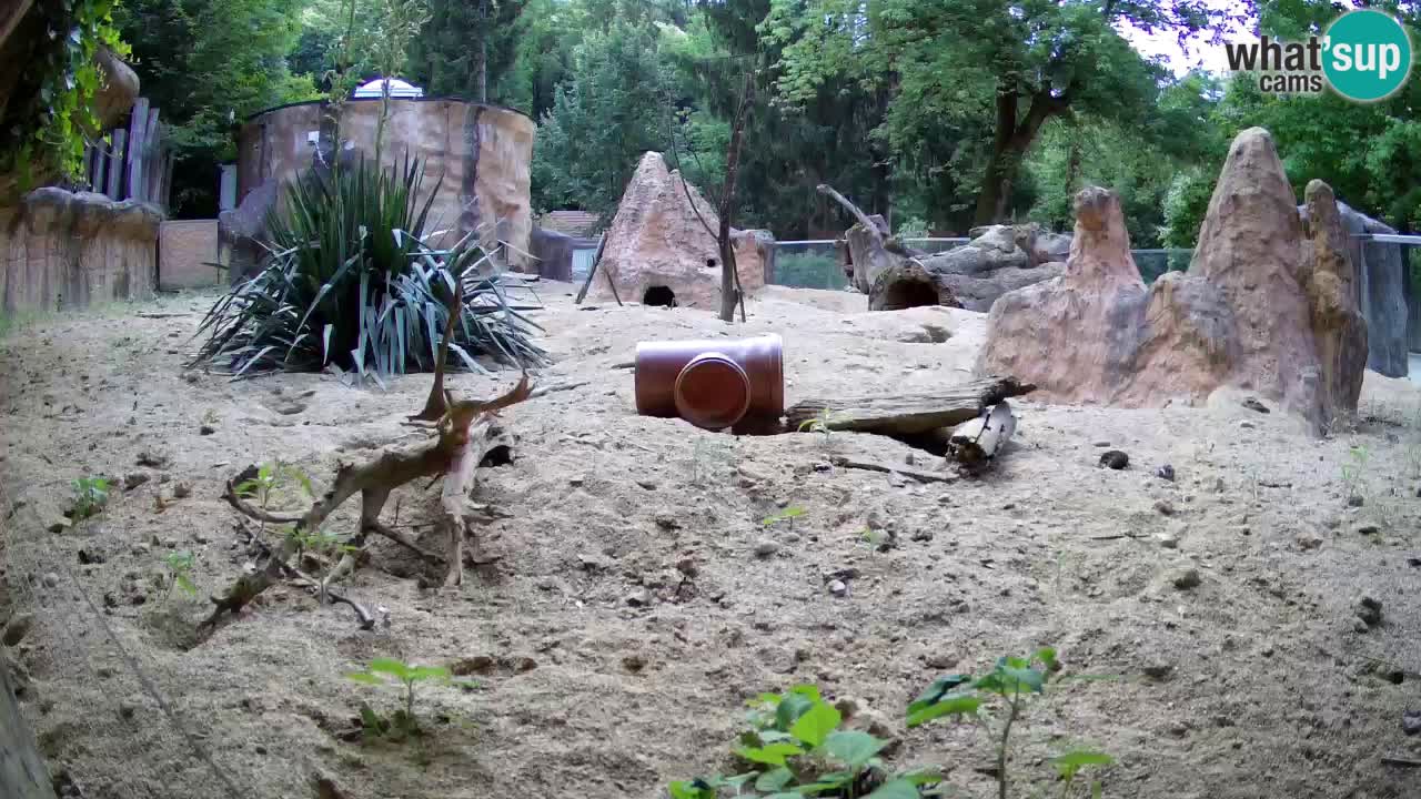 Zoo Ljubljana – Meerkat (Suricata)