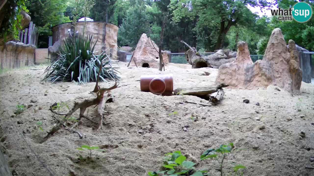 Zoo Ljubljana – Live webcam Meerkat (Suricata)