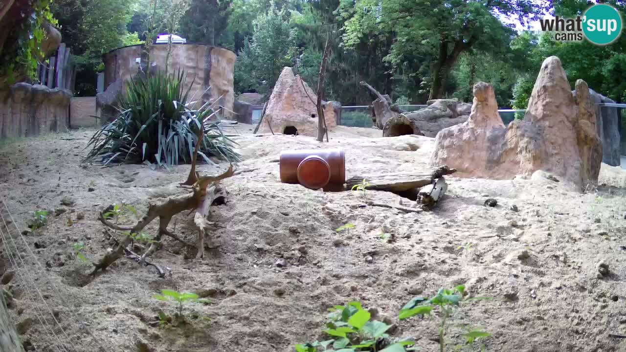 Zoo Ljubljana – Live webcam Meerkat (Suricata)