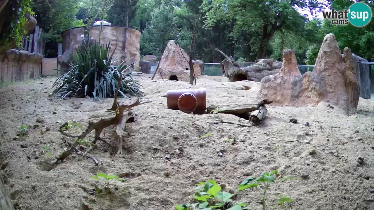 Webcam live Zoo Ljubljana – Suricata