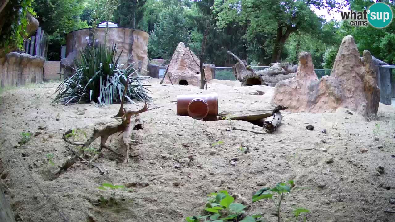 Webcam Zoo Ljubljana – Suricate