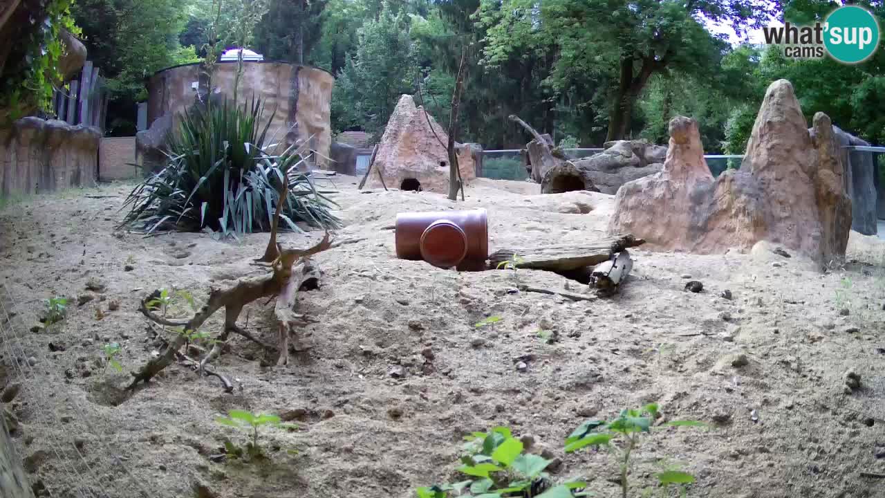Zoo Ljubljana – Meerkat (Suricata)