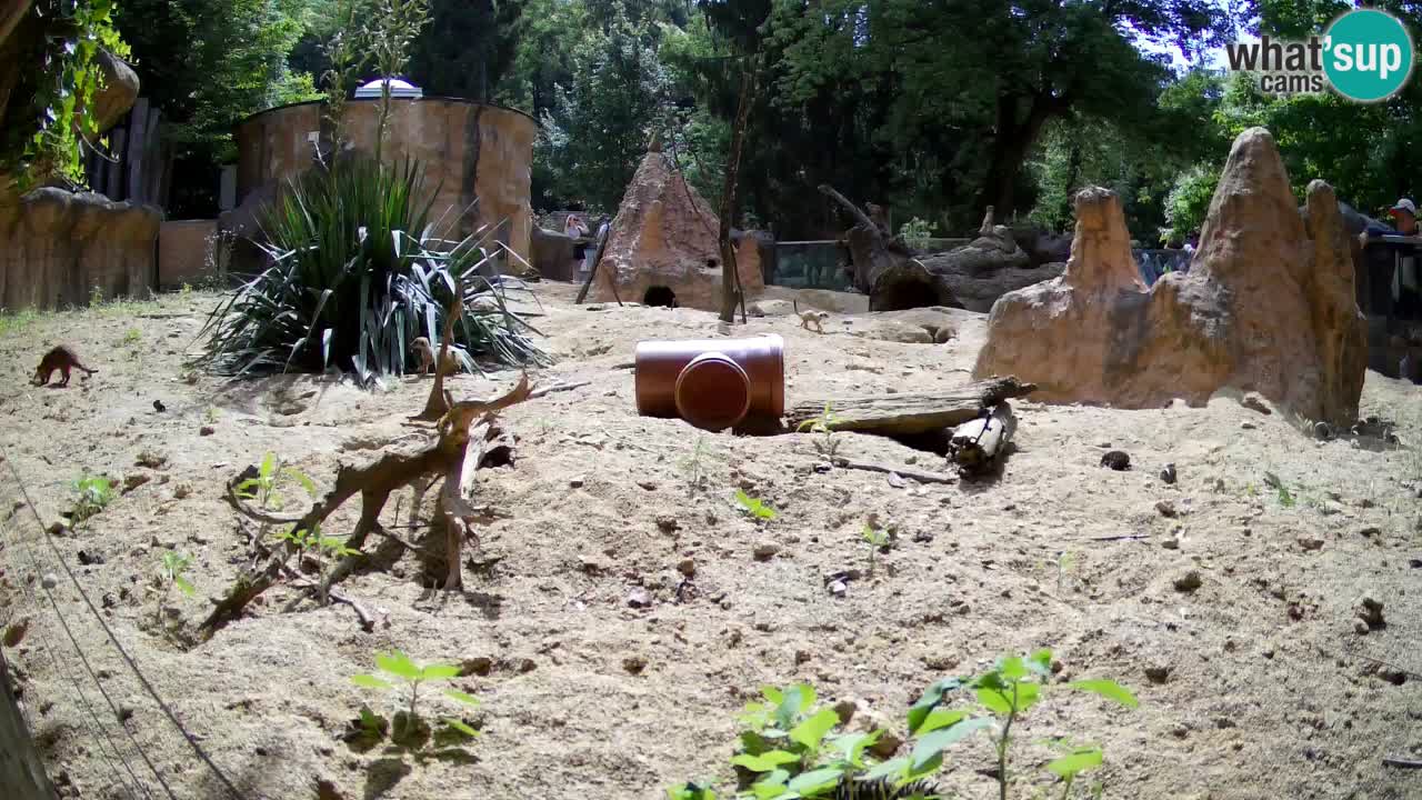 Webcam Zoo Ljubljana – Suricate