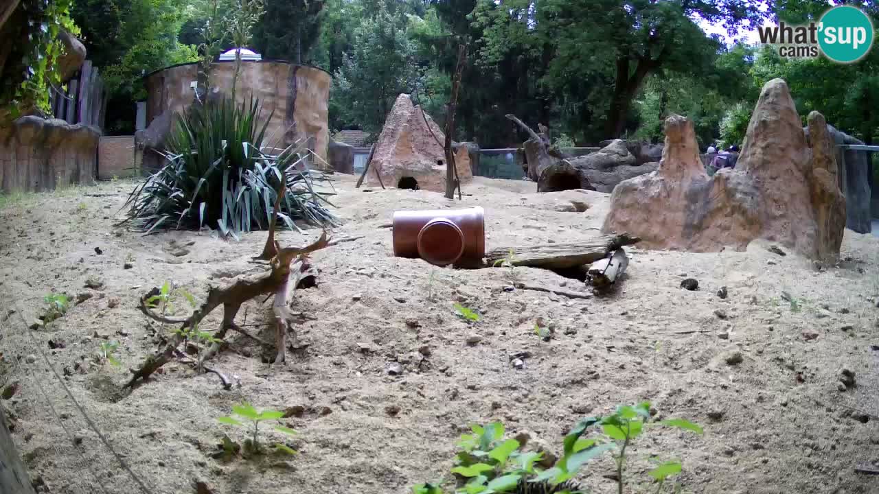 Webcam Zoo Ljubljana – Suricate