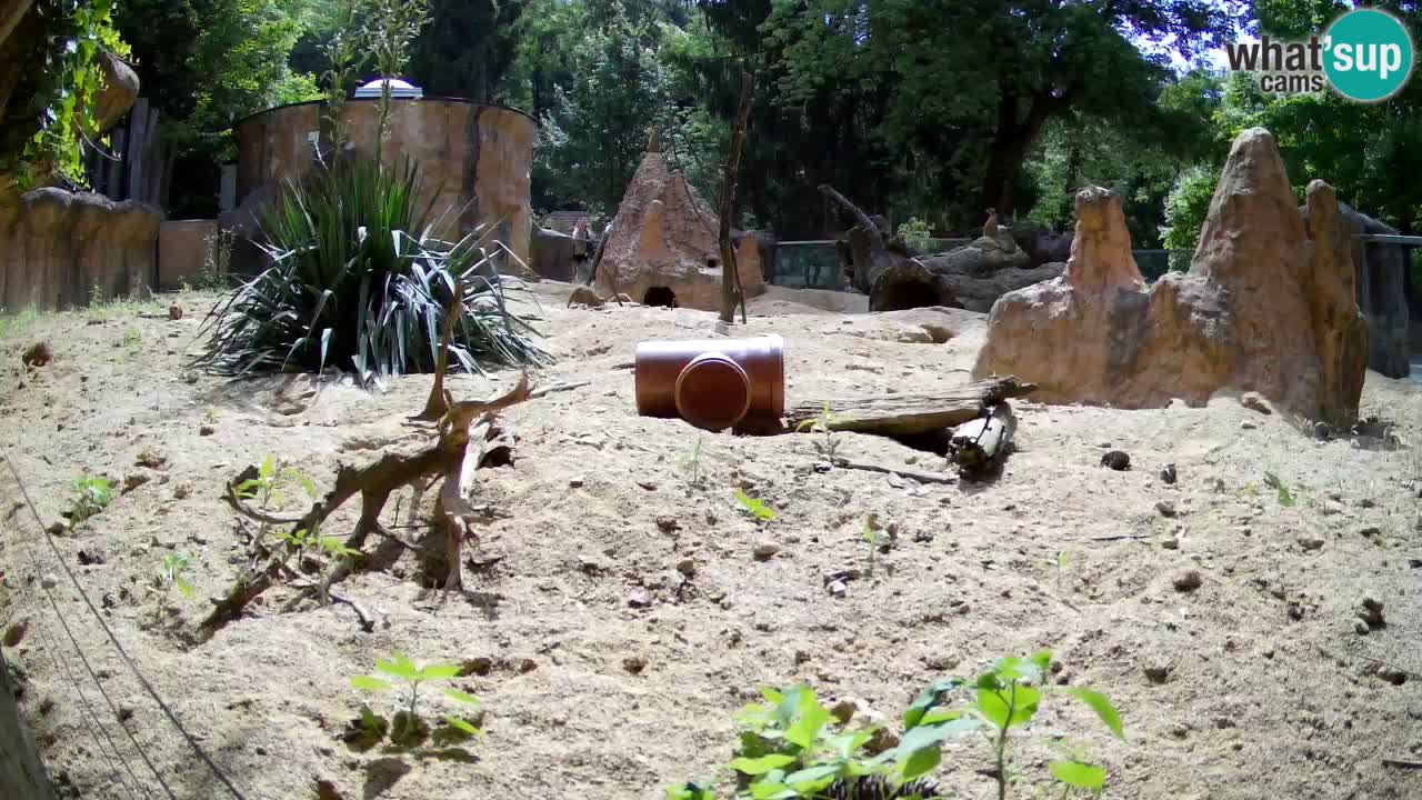 Webcam live Zoo Ljubljana – Suricata