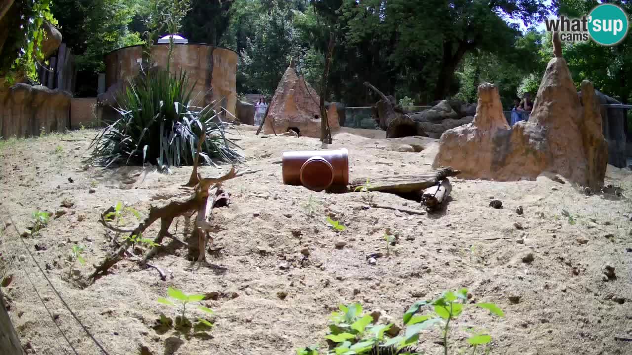 Zoo Ljubljana – Meerkat (Suricata)