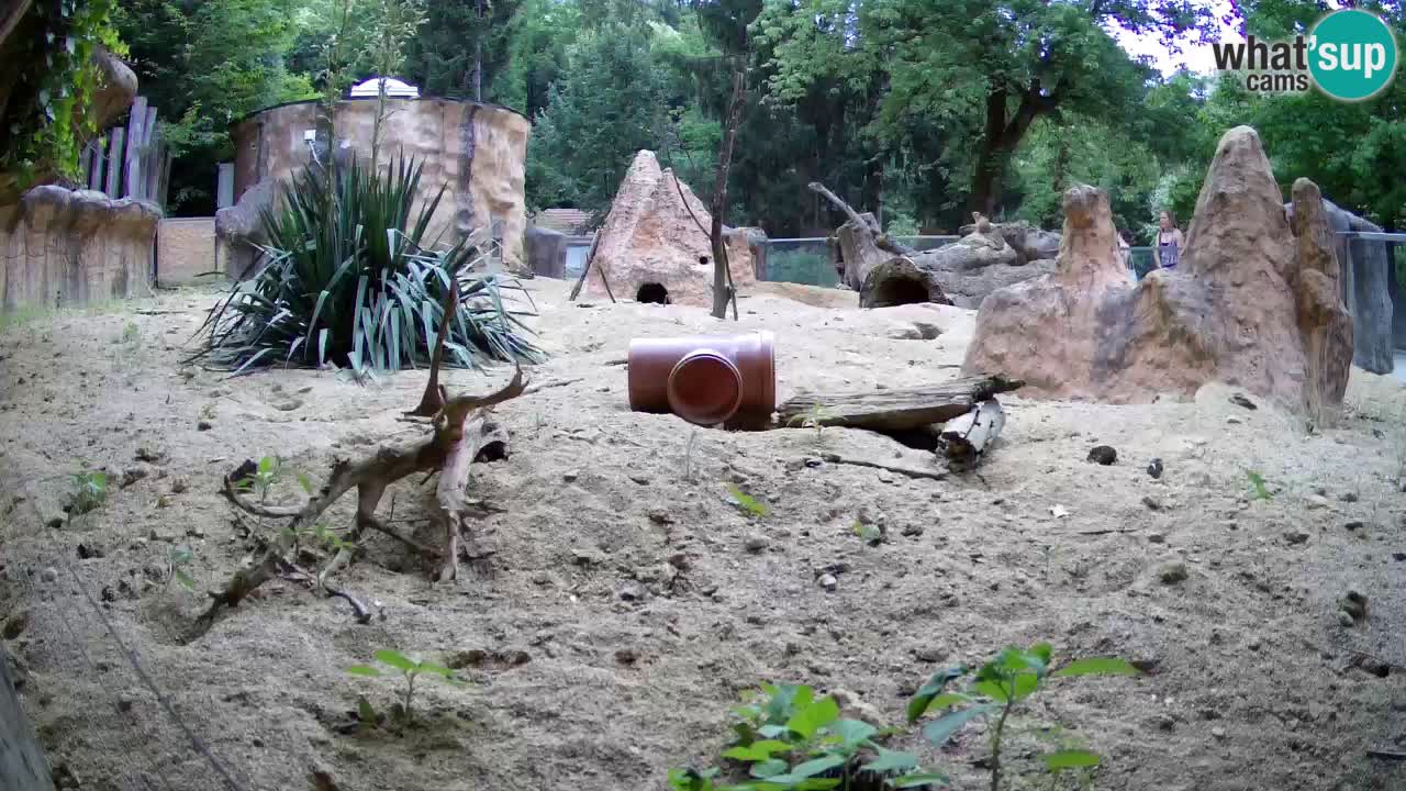 Webcam live Zoo Ljubljana – Suricata