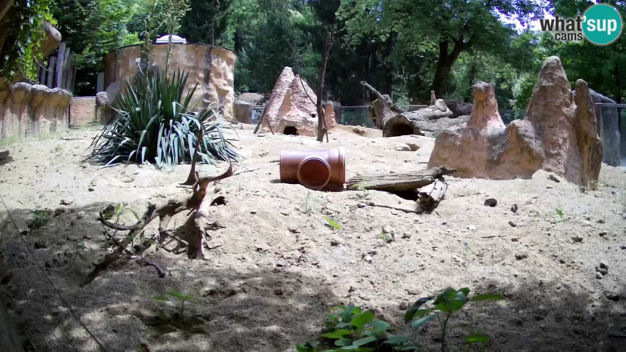 Live cam Zoo Ljubljana – Erdmännchen
