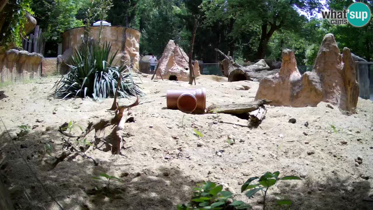 Web kamera Zoo Ljubljana – Merkat