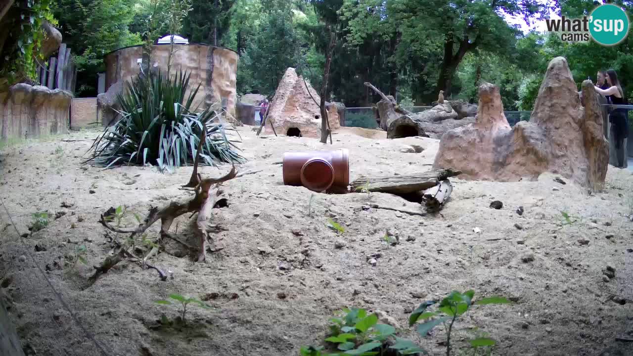 Web kamera Zoo Ljubljana – Merkat