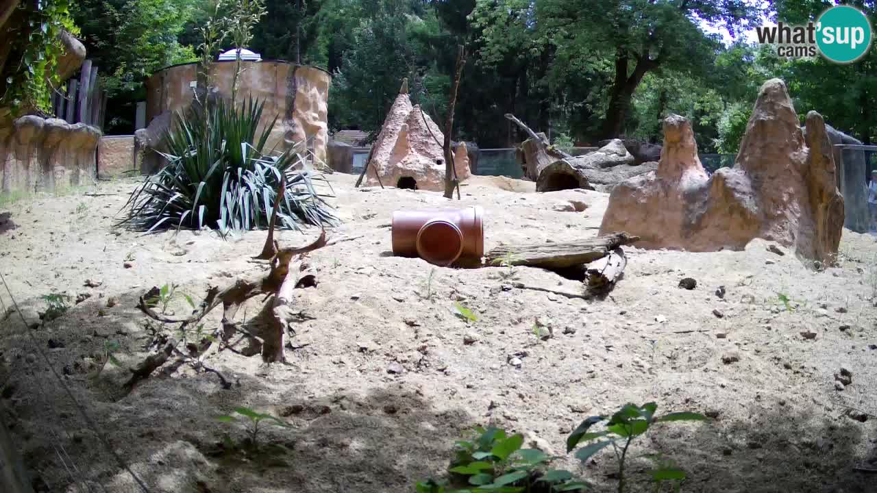 Webcam Zoo Ljubljana – Suricate