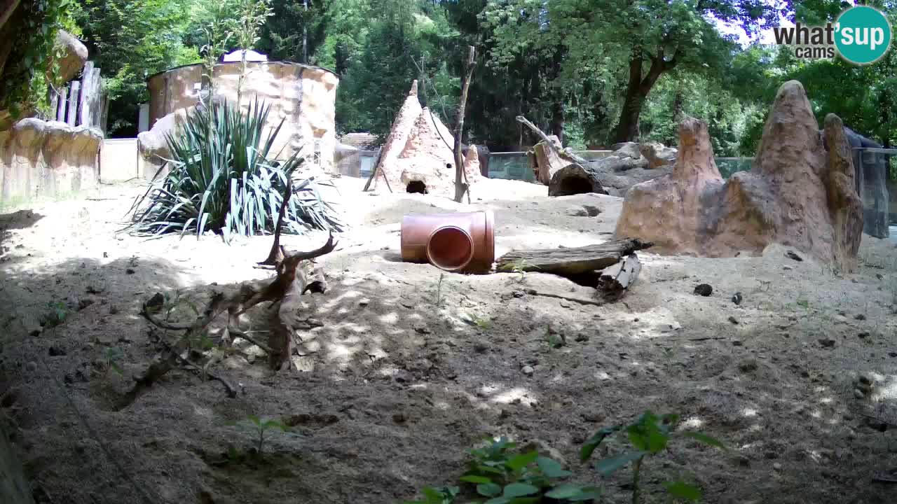 Zoo Ljubljana – Live webcam Meerkat (Suricata)