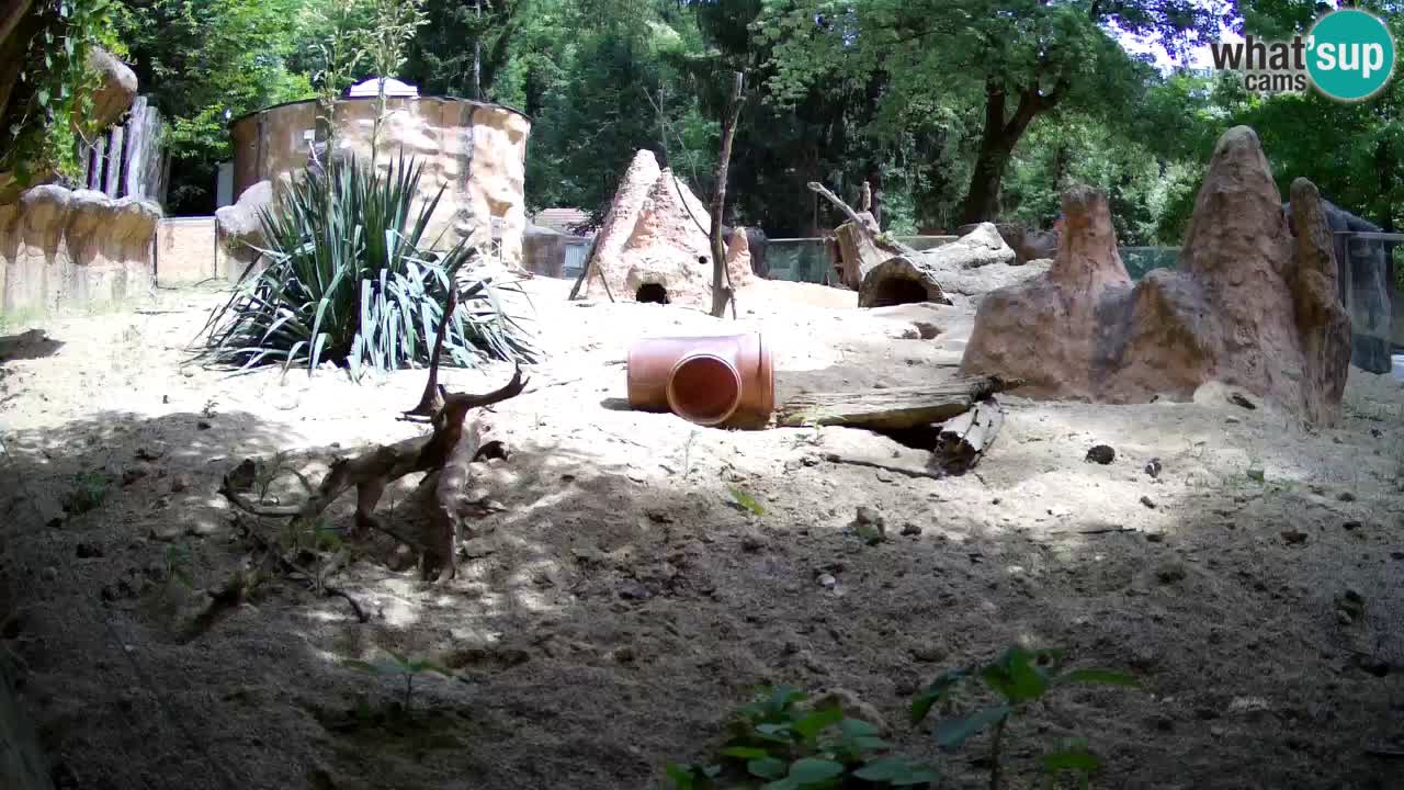 Zoo Ljubljana – Live webcam Meerkat (Suricata)