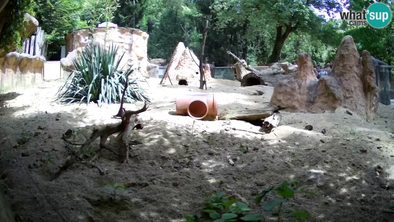 Zoo Ljubljana – Meerkat (Suricata)