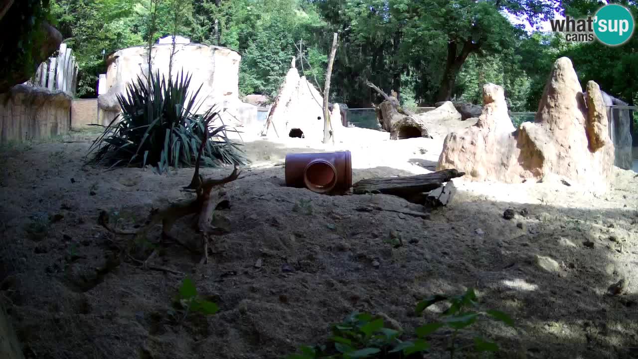 Zoo Ljubljana – Live webcam Meerkat (Suricata)