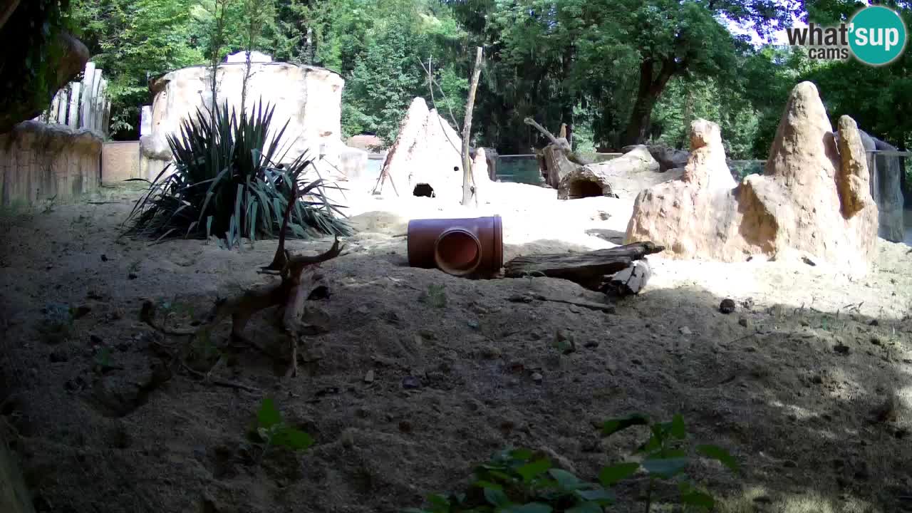 Web kamera Zoo Ljubljana – Merkat