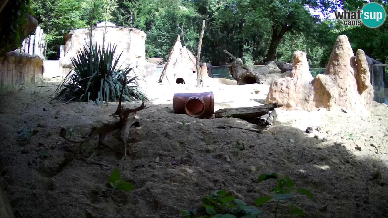 Web kamera Zoo Ljubljana – Merkat