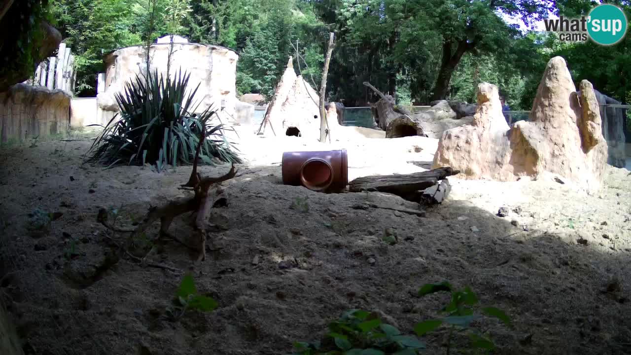 Zoo Ljubljana – Live webcam Meerkat (Suricata)