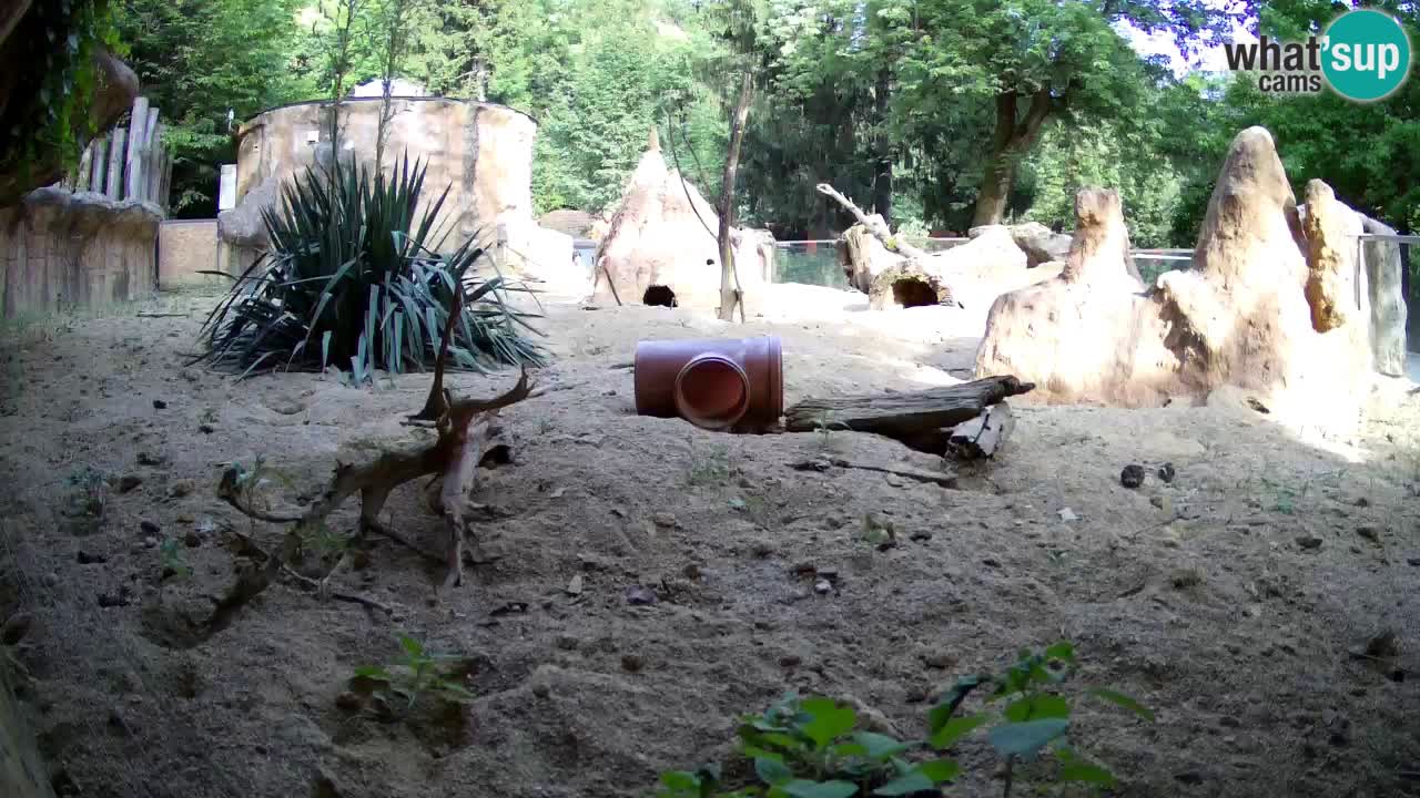 Zoo Ljubljana – Live webcam Meerkat (Suricata)