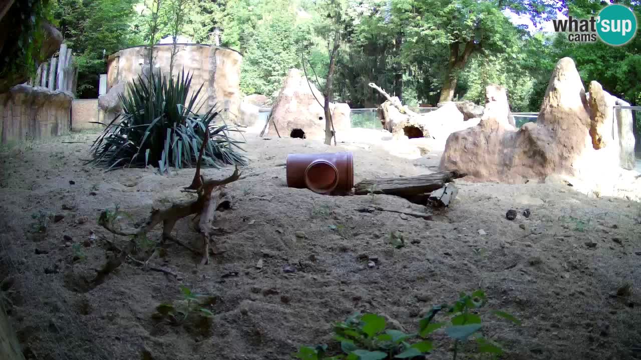 Zoo Ljubljana – Meerkat (Suricata)