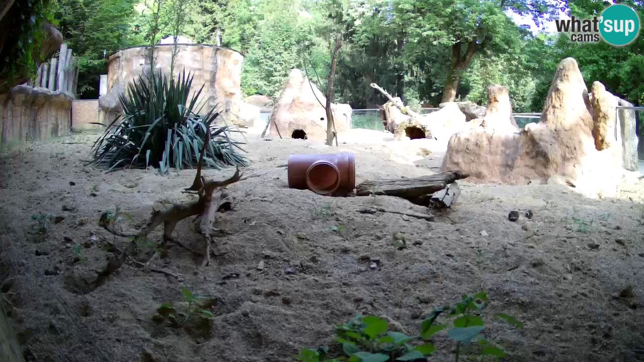Zoo Ljubljana – Meerkat (Suricata)
