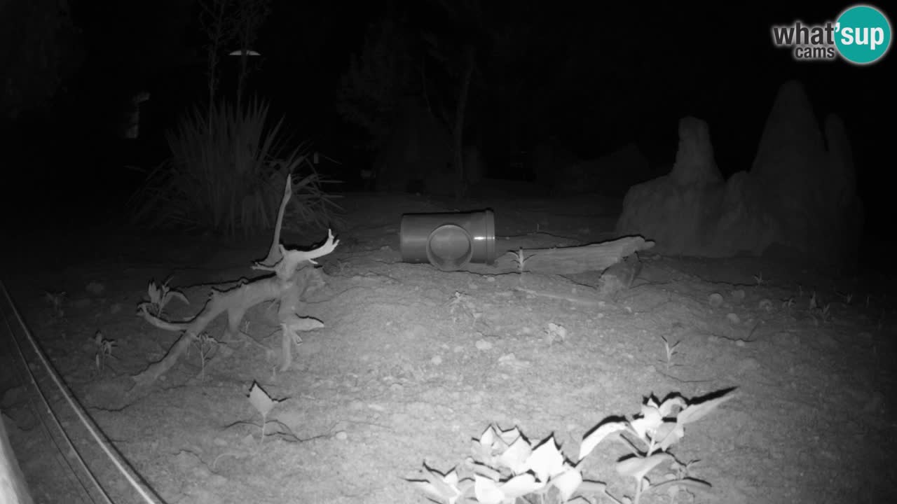 Webcam Zoo Ljubljana – Suricate