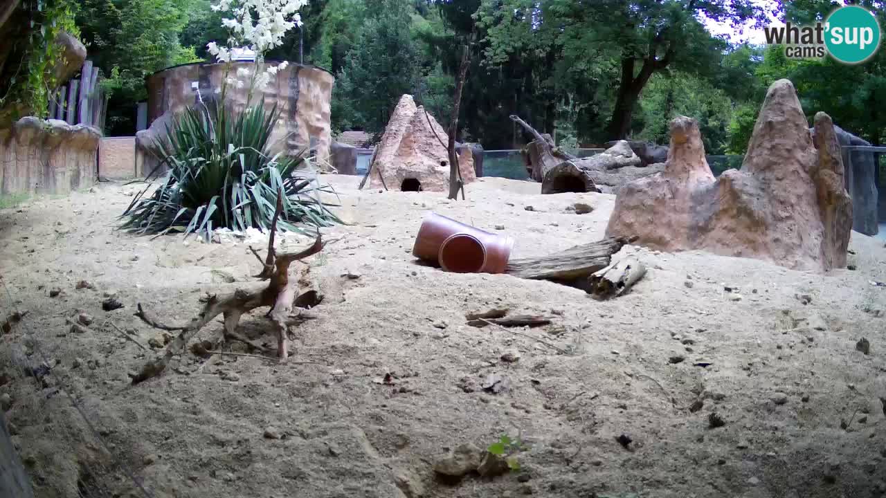 Zoo Ljubljana – Live webcam Meerkat (Suricata)
