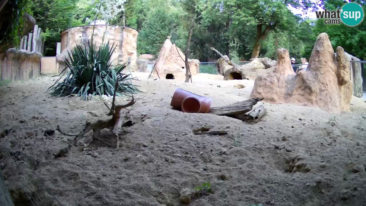 Webcam live Zoo Ljubljana – Suricata