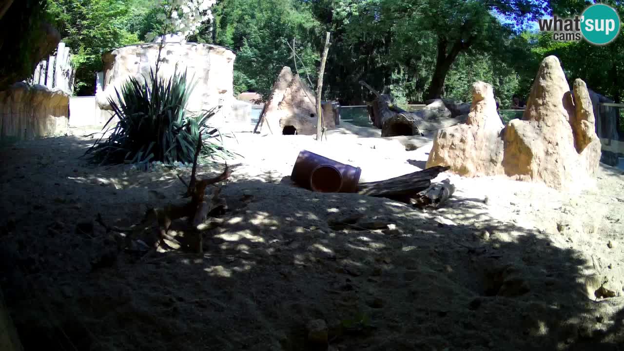 Zoo Ljubljana – Meerkat (Suricata)