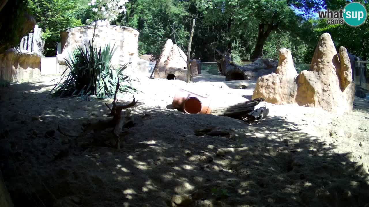 Webcam Zoo Ljubljana – Suricate