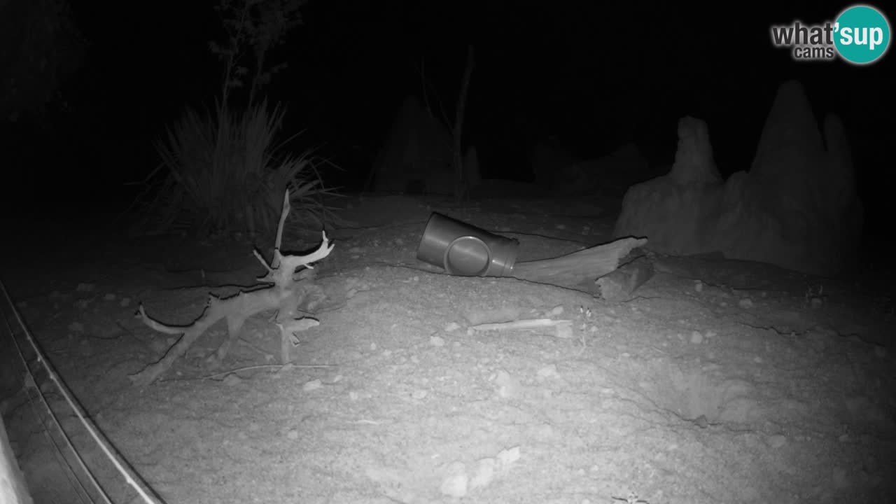Zoo Ljubljana – Live webcam Meerkat (Suricata)