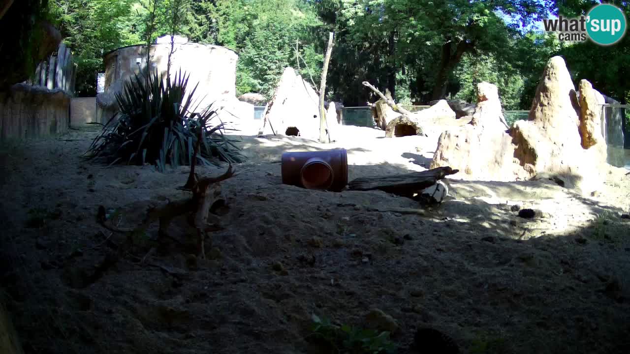 Zoo Ljubljana – Live webcam Meerkat (Suricata)