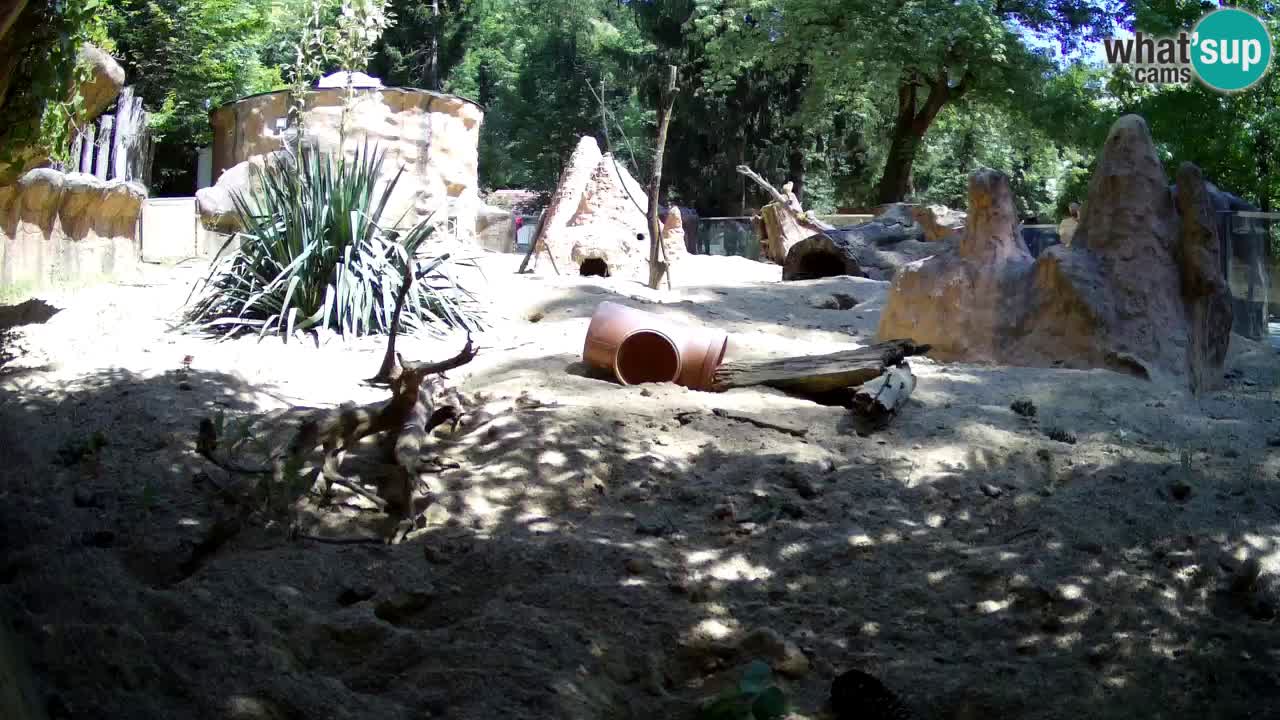 Zoo Ljubljana – Live webcam Meerkat (Suricata)