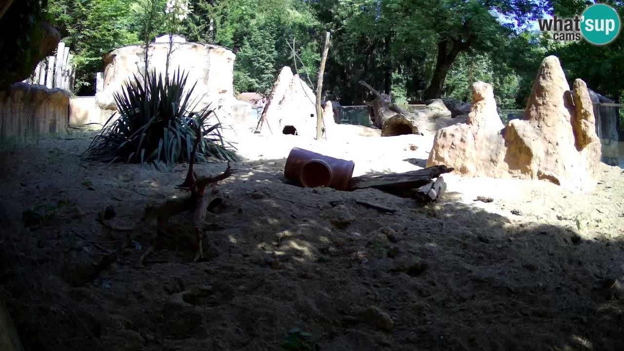 Web kamera Zoo Ljubljana – Merkat