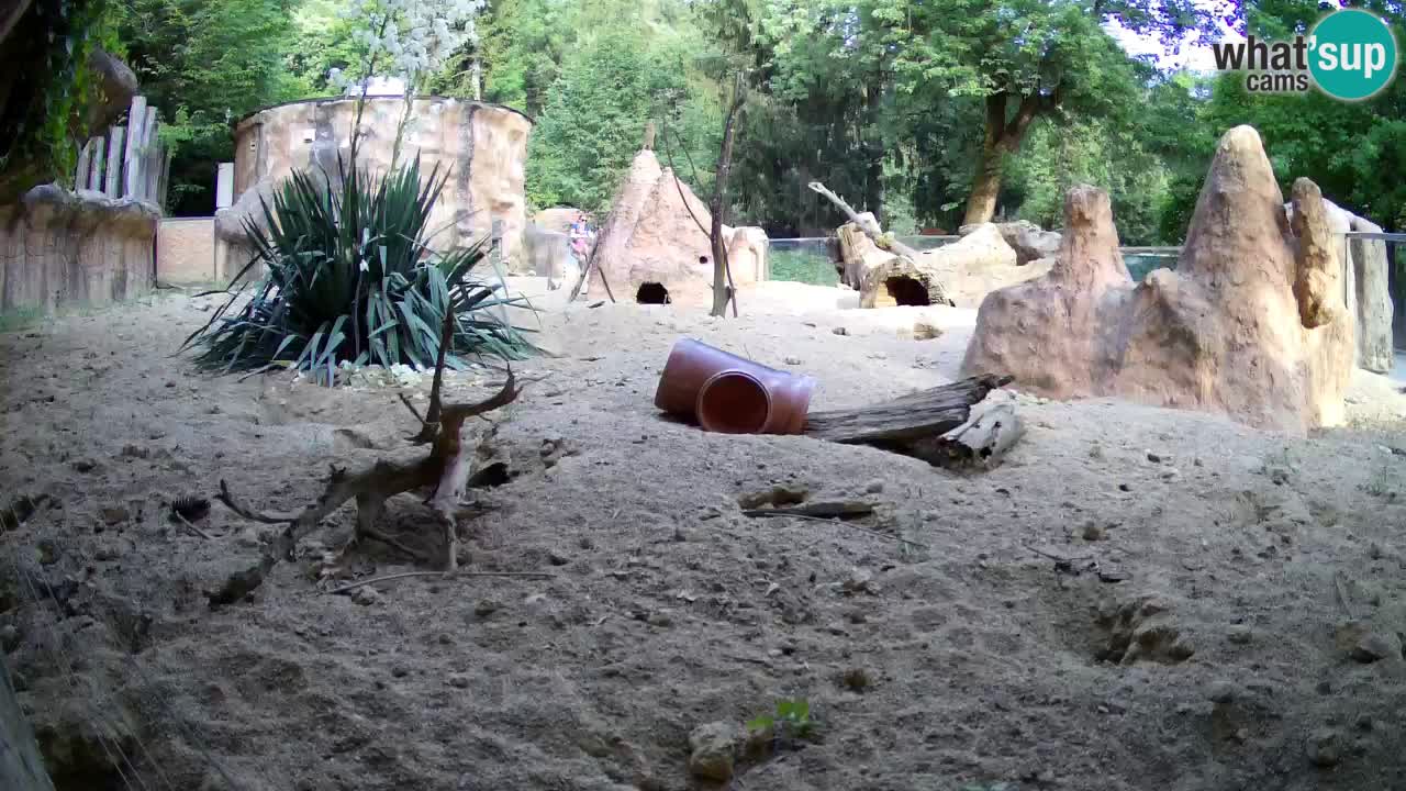 Zoo Ljubljana – Live webcam Meerkat (Suricata)