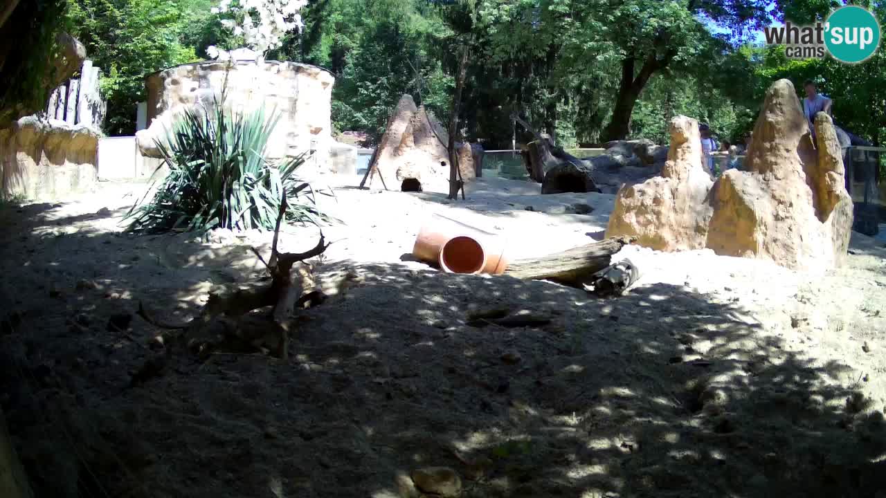 Zoo Ljubljana – Live webcam Meerkat (Suricata)