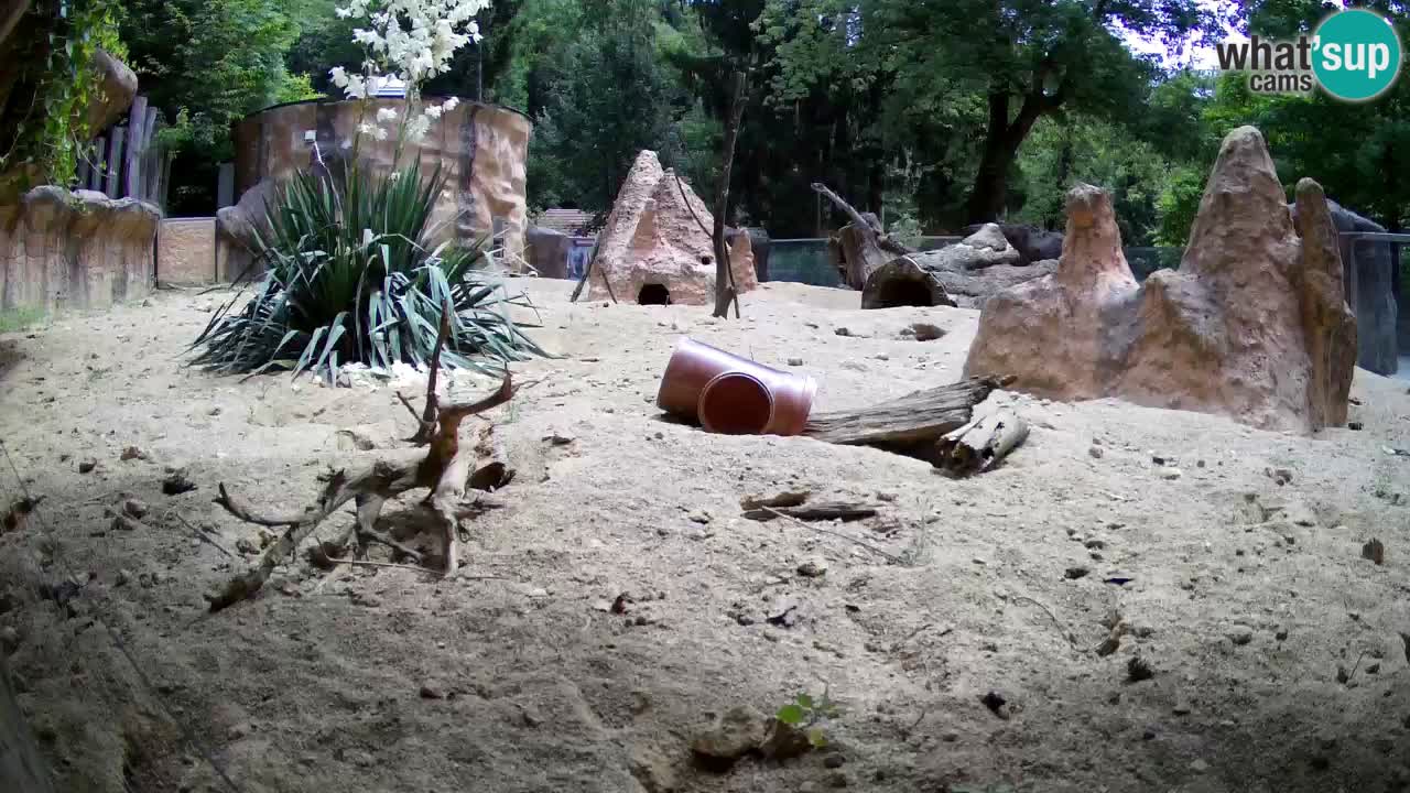 Zoo Ljubljana – Live webcam Meerkat (Suricata)