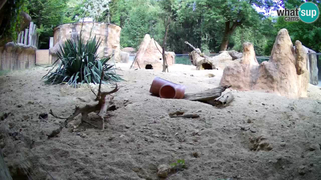 Web kamera Zoo Ljubljana – Merkat