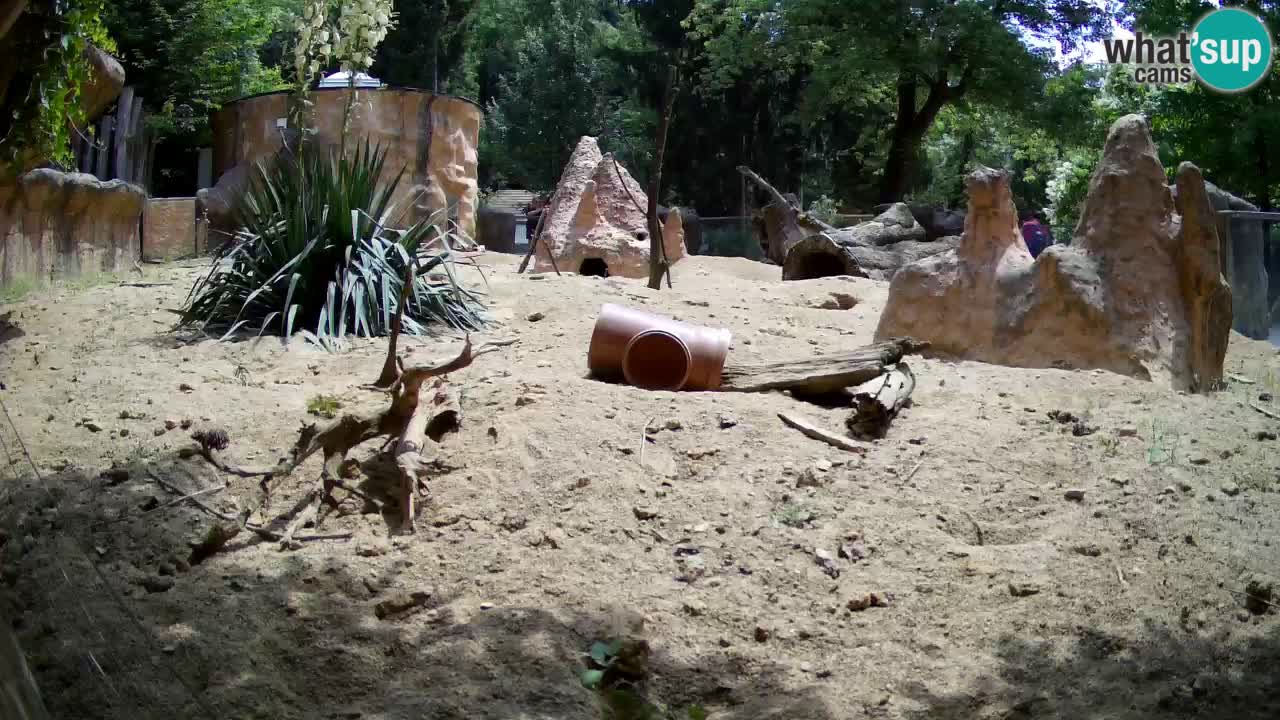 Zoo Ljubljana – Live webcam Meerkat (Suricata)