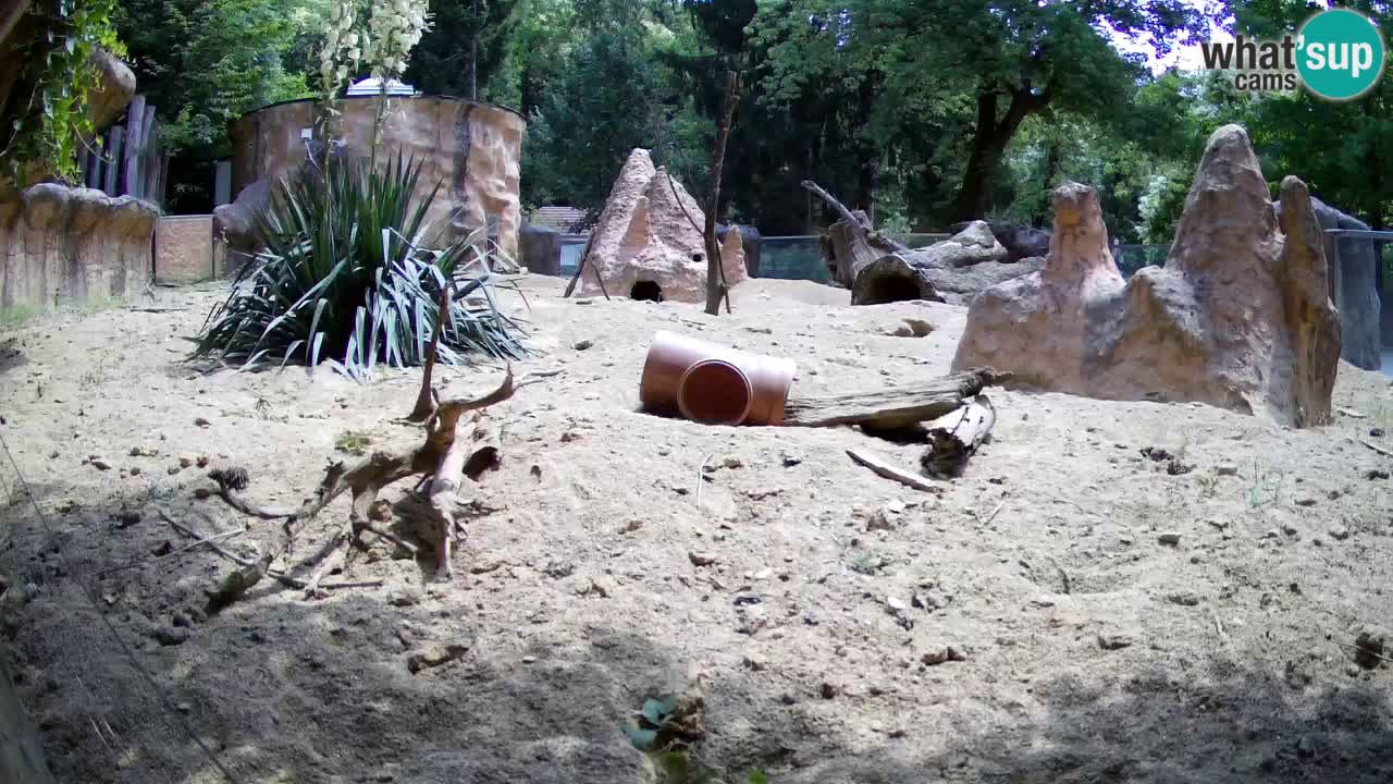 Webcam live Zoo Ljubljana – Suricata