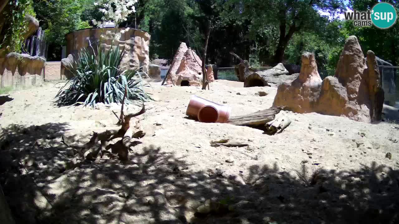 Zoo Ljubljana – Live webcam Meerkat (Suricata)