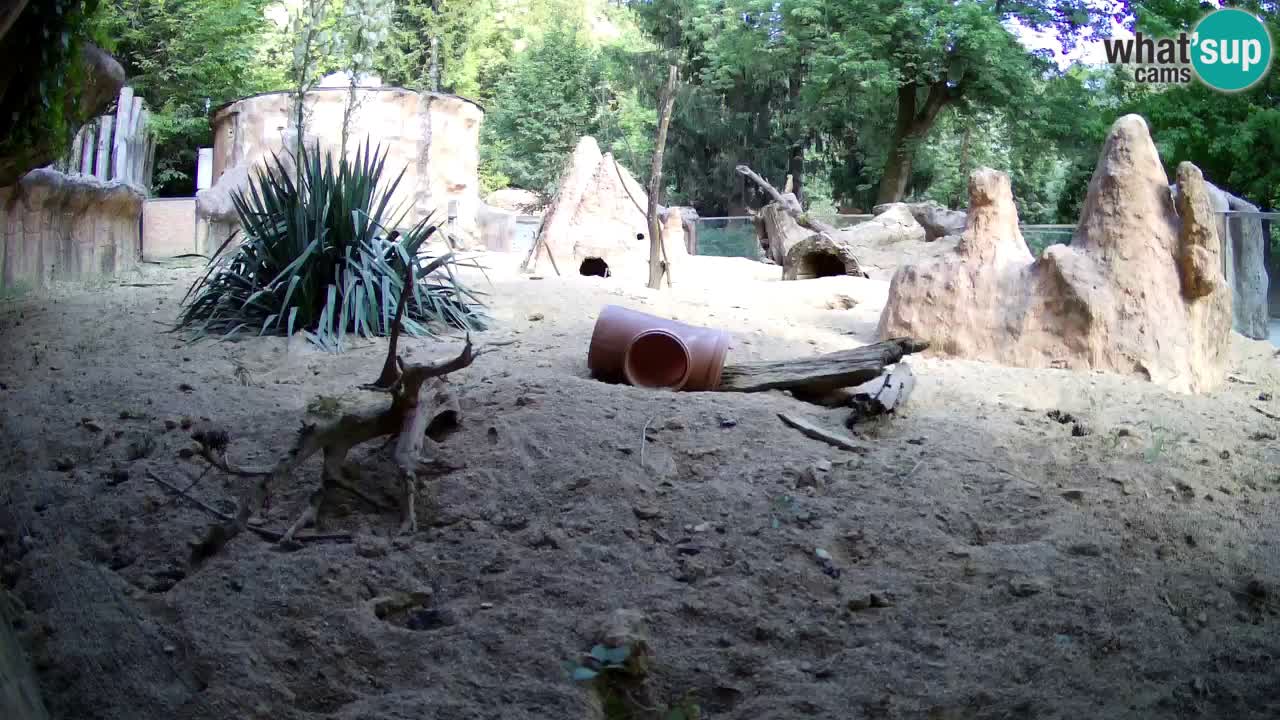 Zoo Ljubljana – Live webcam Meerkat (Suricata)
