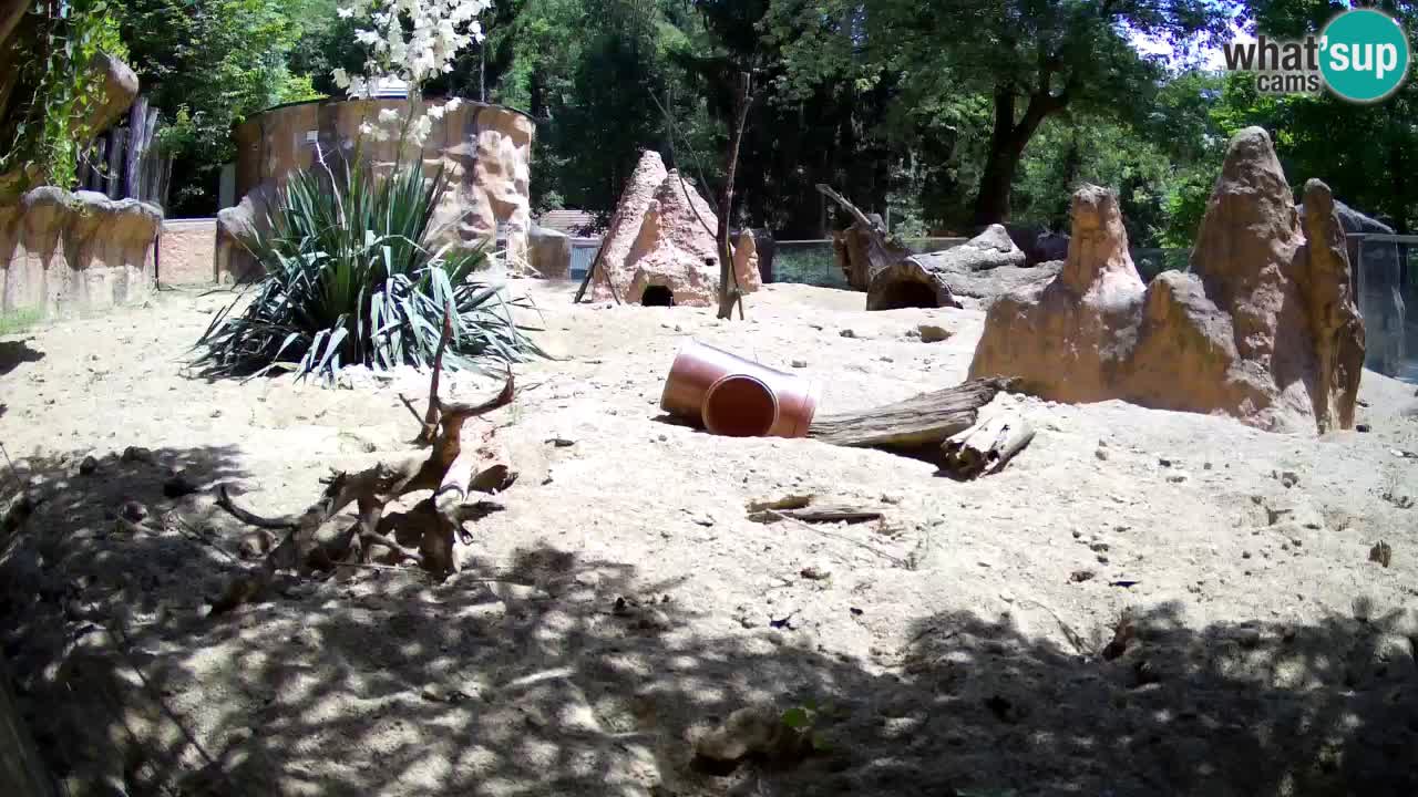 Web kamera Zoo Ljubljana – Merkat