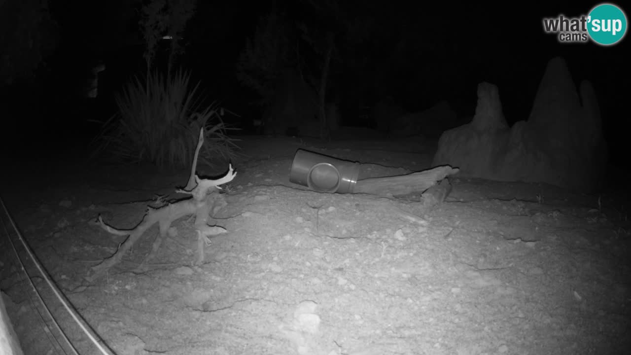 Zoo Ljubljana – Live webcam Meerkat (Suricata)