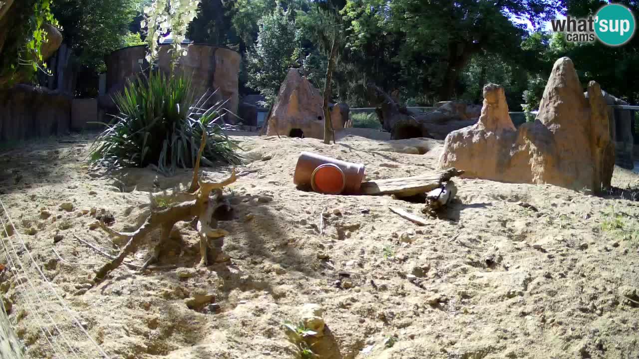 Zoo Ljubljana – Live webcam Meerkat (Suricata)