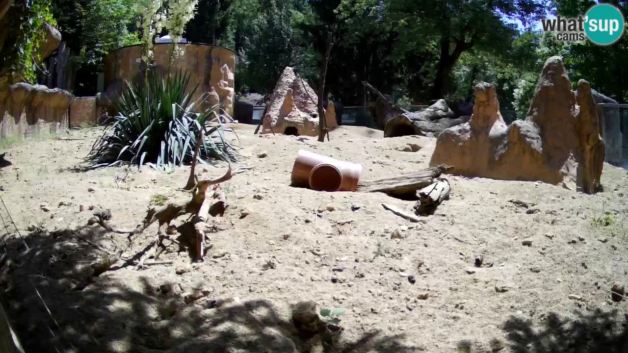 Zoo Ljubljana – Live webcam Meerkat (Suricata)