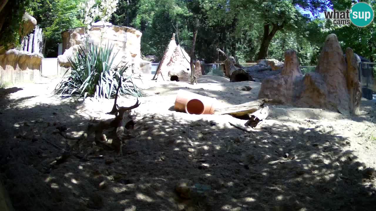 Zoo Ljubljana – Live webcam Meerkat (Suricata)