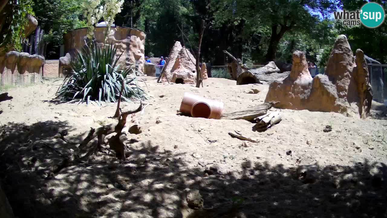 Zoo Ljubljana – Live webcam Meerkat (Suricata)
